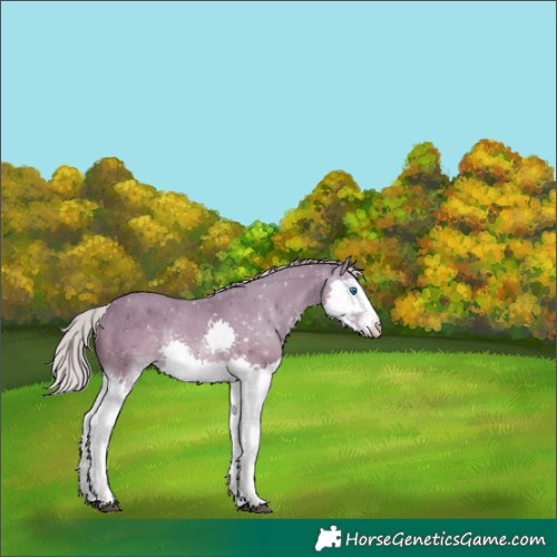 Horse Color:Silver Black Sabino Splash Rabicano 