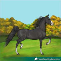 Horse Color:Black Splash
