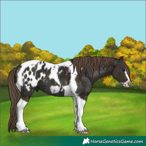 Horse Color:Midnight Classic Champagne Ice Tobiano Frame Appaloosa 