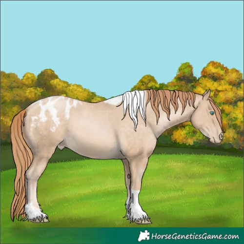 Horse Color:Buckskin Pearl Tobiano Appaloosa 