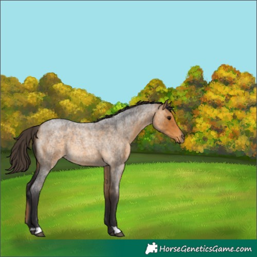Horse Color:Buckskin Roan Rabicano 