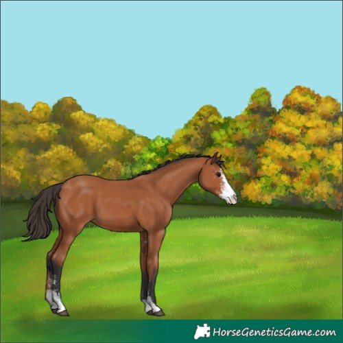 Horse Color:Bay Sabino
