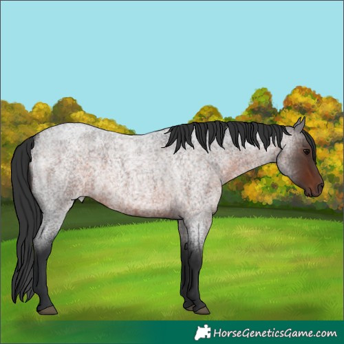 Horse Color:Brown Roan Rabicano 