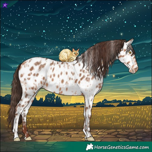 Horse Color:Amber Champagne Appaloosa  and Amber Champagne Appaloosa 