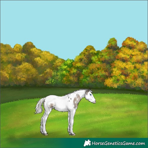 Horse Color:Silver Blue Onyx Sabino Splash Tobiano 