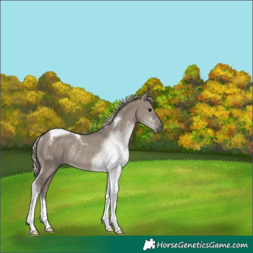 Horse Color:Silver Grullo Tobiano Rabicano 