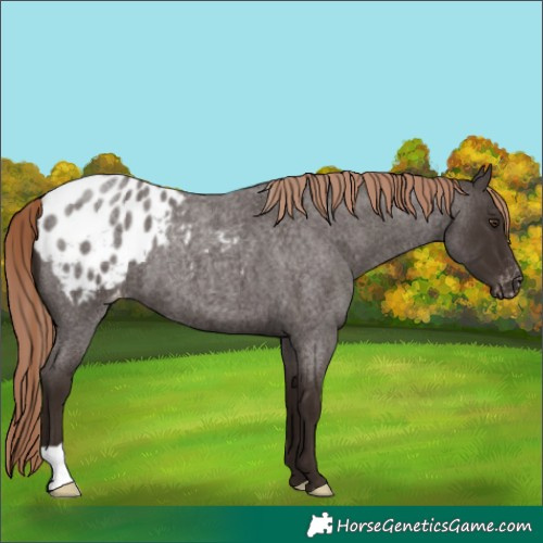 Horse Color:Liver Red Roan Appaloosa