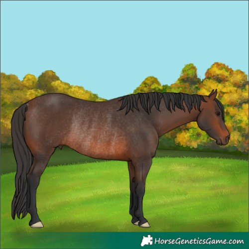 Horse Color:Brown Rabicano 