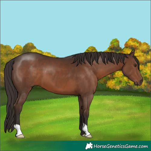 Horse Color:Liver Chestnut 