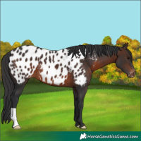 Horse Color:Brown Appaloosa 