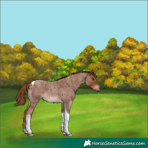 Horse Color:Red Roan Tobiano 
