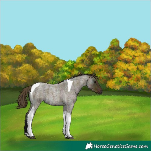 Horse Color:Midnight Buckskin Ice Roan Tobiano 