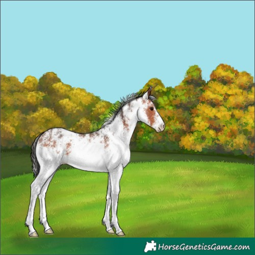 Horse Color:White Spotted Bay 