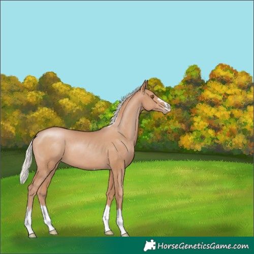 Horse Color:Silver Black Pearl 