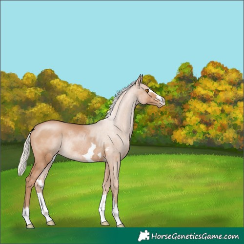 Horse Color:Silver Black Pearl Rabicano 
