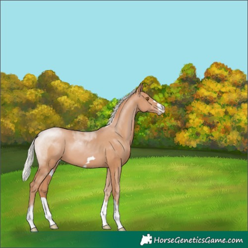 Horse Color:Silver Black Pearl 