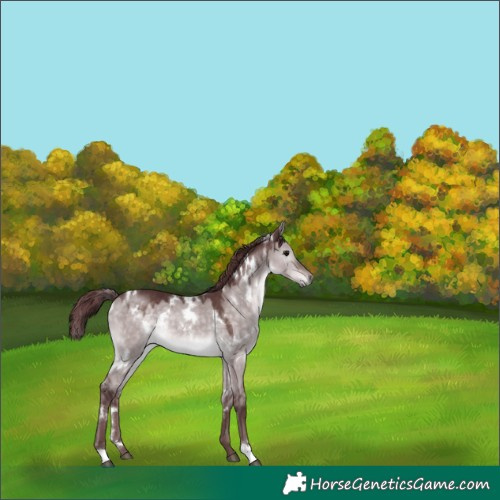 Horse Color:Platinum White Spotted Chocolate Brown Dun 