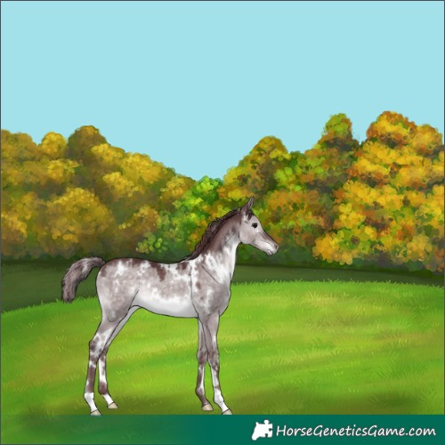Horse Color:Platinum White Spotted Chocolate Brown Dun 