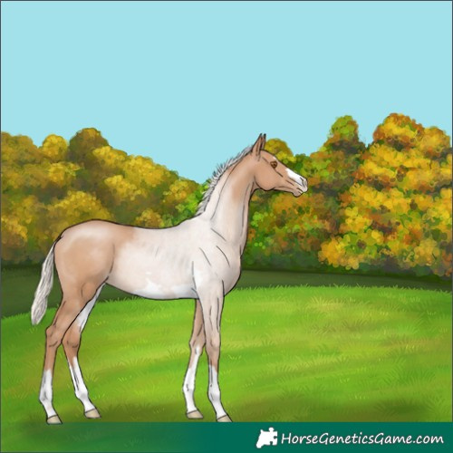 Horse Color:Silver Black Pearl 