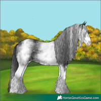 Horse Color:White Spotted Black