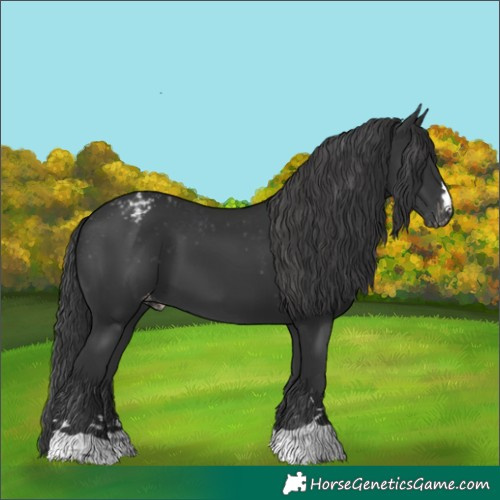 Horse Color:Black Blanket 