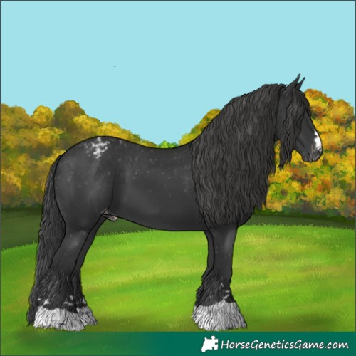 Horse Color:Black Appaloosa 