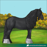 Horse Color:Black 