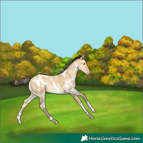 Horse Color:White Spotted Amber Cream Champagne Dun Brindle 