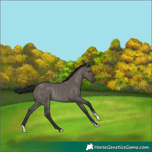 Horse Color:Smoky Grullo Rabicano 