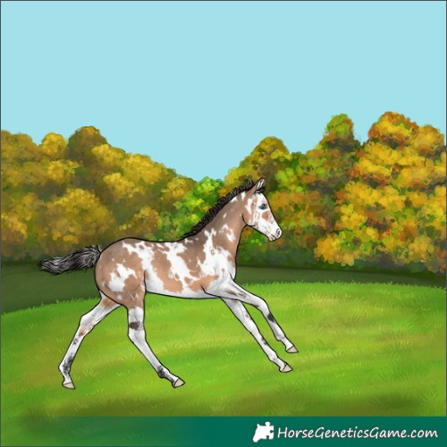 Horse Color:White Spotted Bay Dun Splash