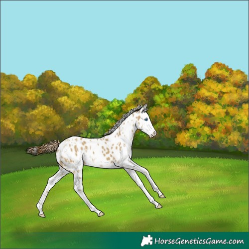 Horse Color:White Spotted Classic Cream Champagne Dun Splash Appaloosa