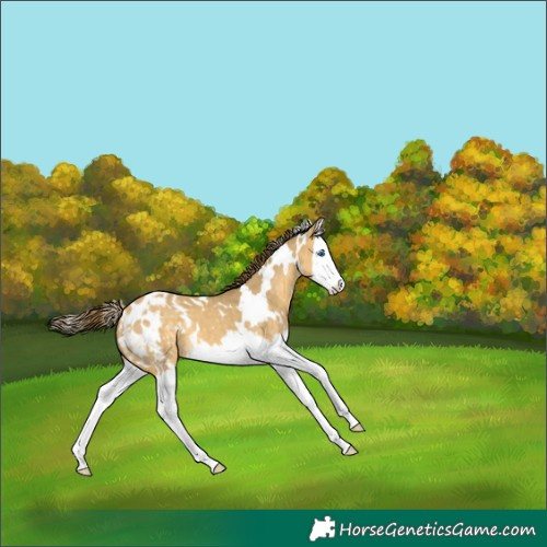 Horse Color:White Spotted Sable Cream Champagne Dun Splash Appaloosa 