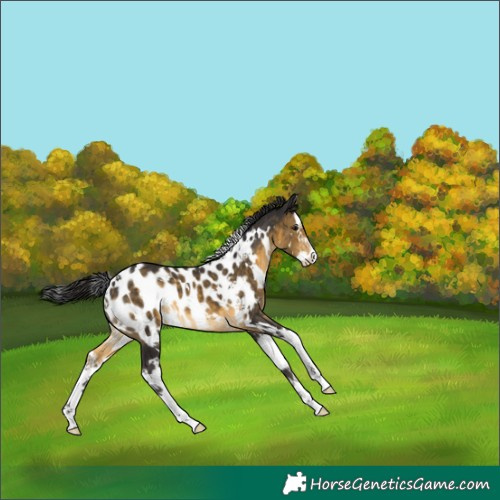 Horse Color:White Spotted Buckskin Splash Appaloosa 