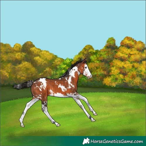Horse Color:White Spotted Bay Splash 