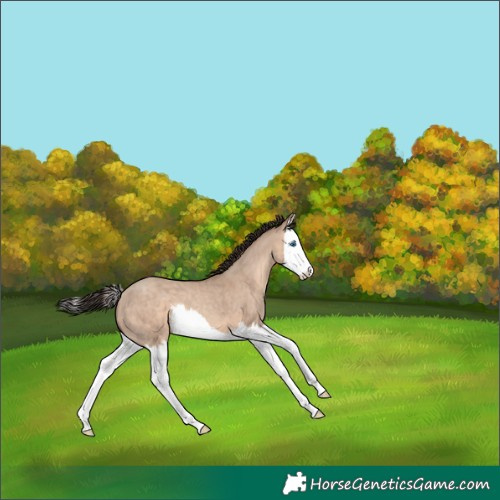 Horse Color:Sable Champagne Dun Splash