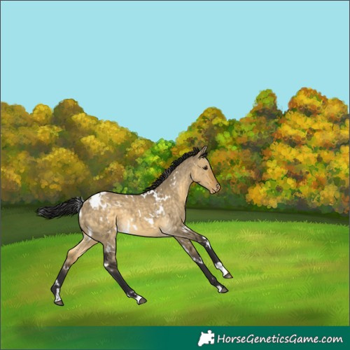 Horse Color:White Spotted Buckskin Dun Appaloosa 