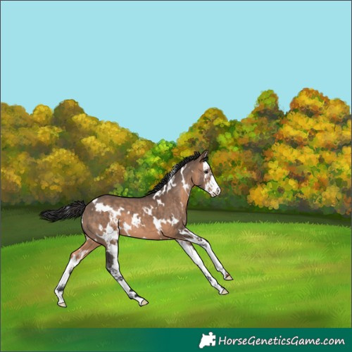 Horse Color:White Spotted Brown Dun Splash 