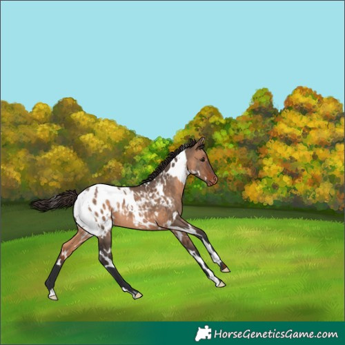 Horse Color:White Spotted Bay Dun Appaloosa 
