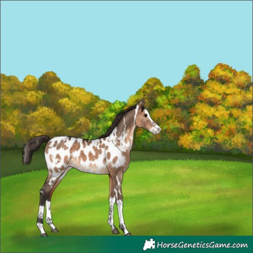 Horse Color:White Spotted Bay Dun Splash Appaloosa 