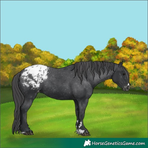 Horse Color:Black Appaloosa Rabicano 