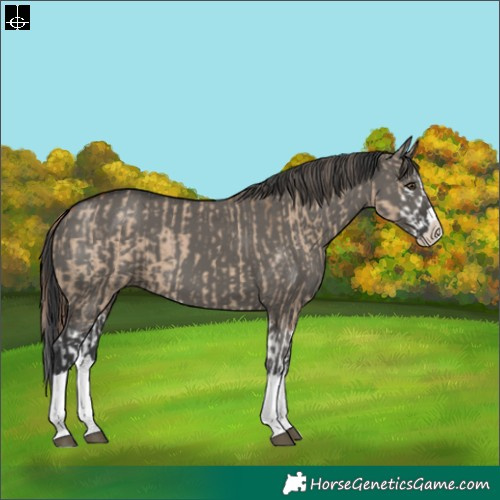 Horse Color:Red Dun Splash  and Grullo Splash 