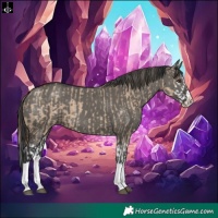 Horse Color:Red Dun Splash and Grullo Splash