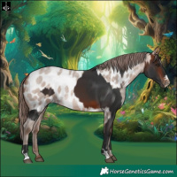 Horse Color:Bay and Amber Champagne Roan Near Leopard