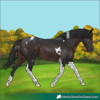 Horse Color:Brown Tobiano 