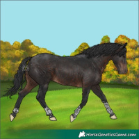 Horse Color:Brown Tobiano