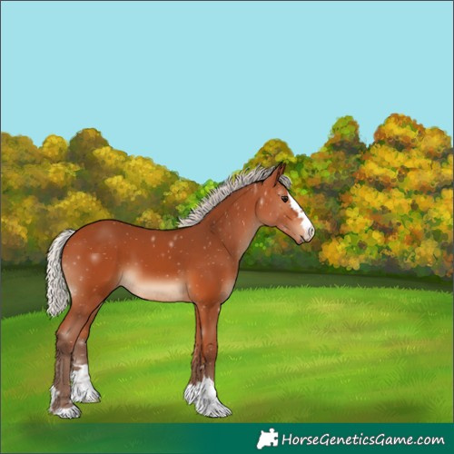 Horse Color:Silver Bay 