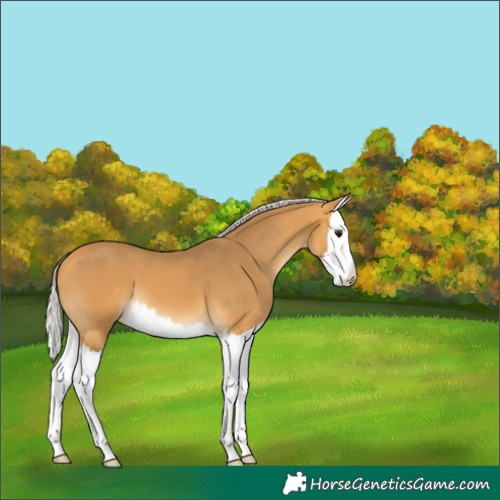 Horse Color:Silver Buckskin Splash 