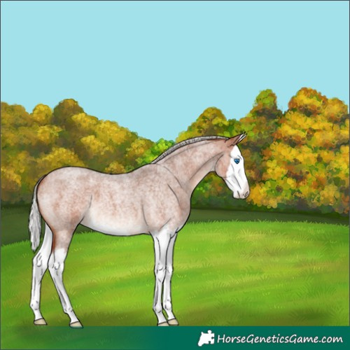 Horse Color:Silver Bay Roan Splash 