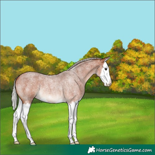Horse Color:Silver Bay Roan Splash 