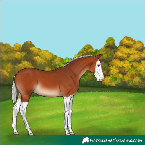 Horse Color:Silver Bay Splash
